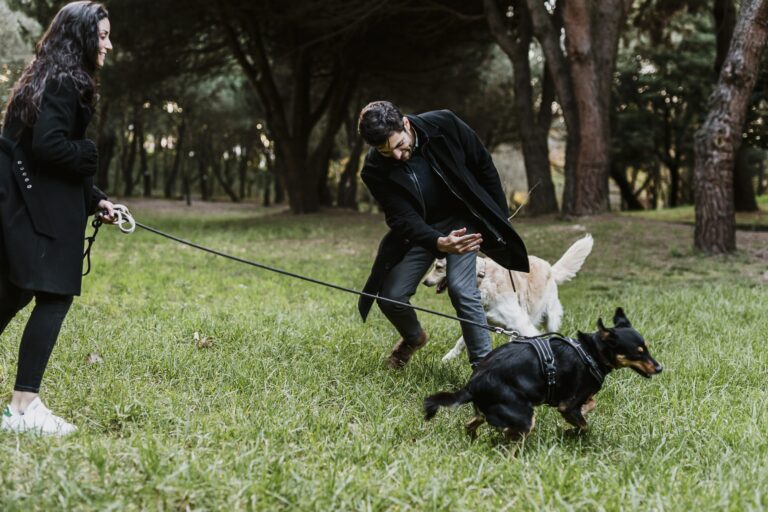 Sessão Namoro; Casal Feliz; Passeio de pet; Parque da cidade; Passeio Cão; Brincadeira Pet; Labrador; Parque; Parque cidade Porto; Porto; Casal Parque Cidade Porto