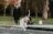 Sessão Namoro; Casal Feliz; Passeio de pet; Parque da cidade; Passeio Cão; Brincadeira Pet; Labrador; Parque; Parque cidade Porto; Porto; Casal Parque Cidade Porto