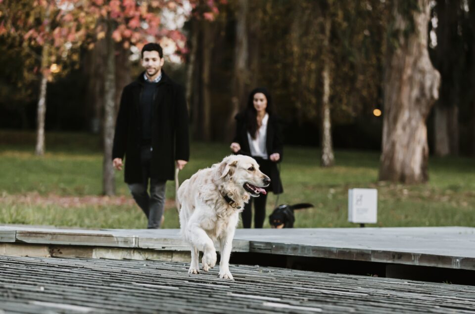 Sessão Namoro; Casal Feliz; Passeio de pet; Parque da cidade; Passeio Cão; Brincadeira Pet; Labrador; Parque; Parque cidade Porto; Porto; Casal Parque Cidade Porto